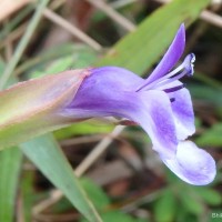 Torenia cyanea Alston